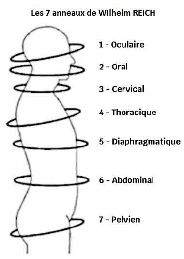 Les 7 anneaux de Wilhelm Reich – outil utilisé en thérapie psychocorporelle